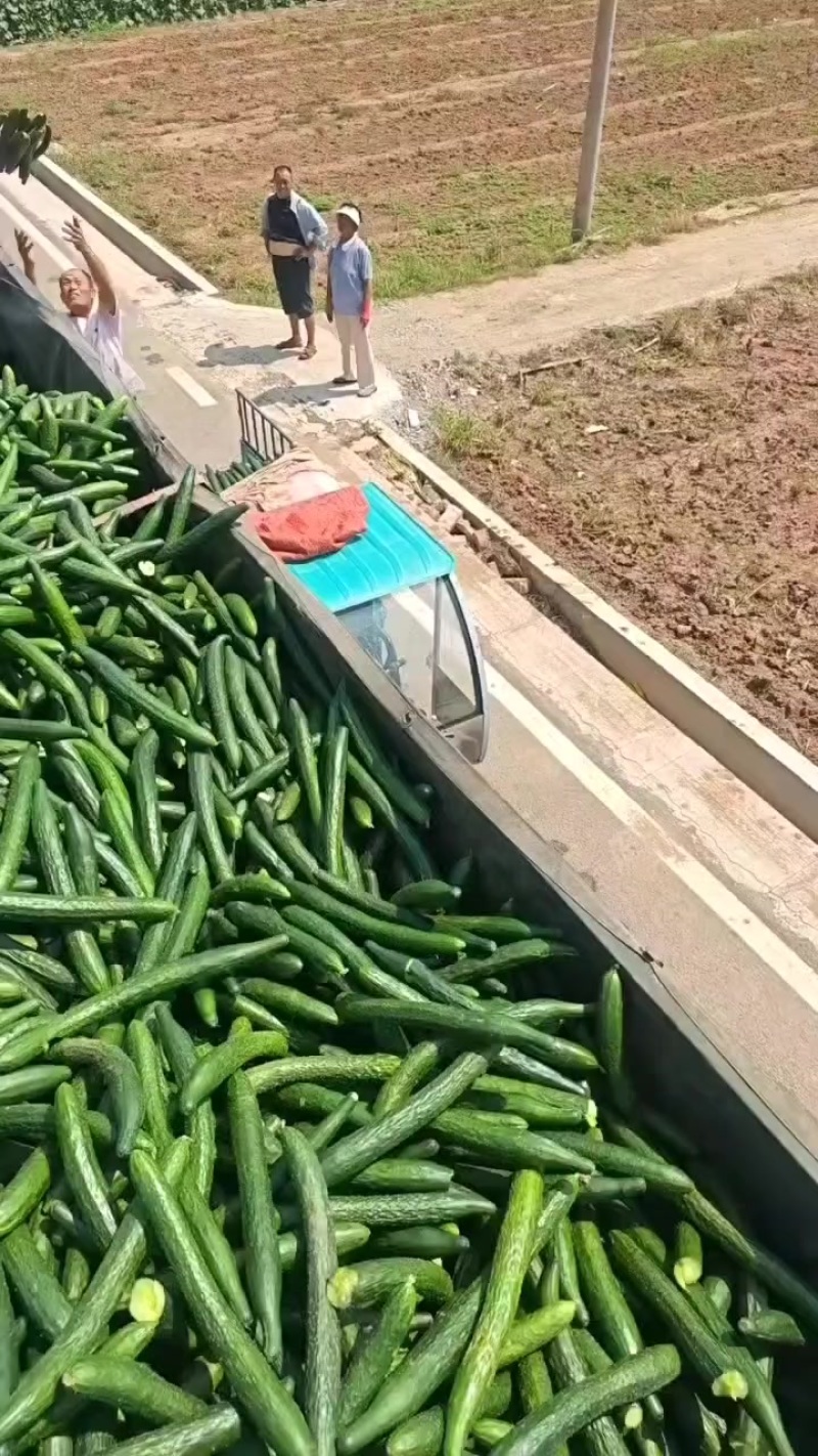 加工厂酱菜厂黄瓜