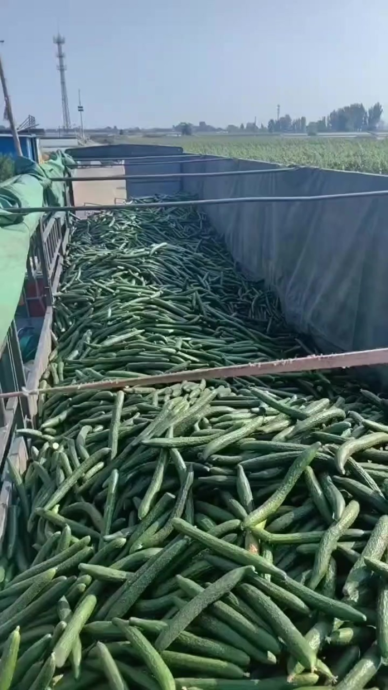 加工厂酱菜厂黄瓜
