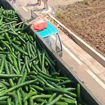 加工厂酱菜厂黄瓜