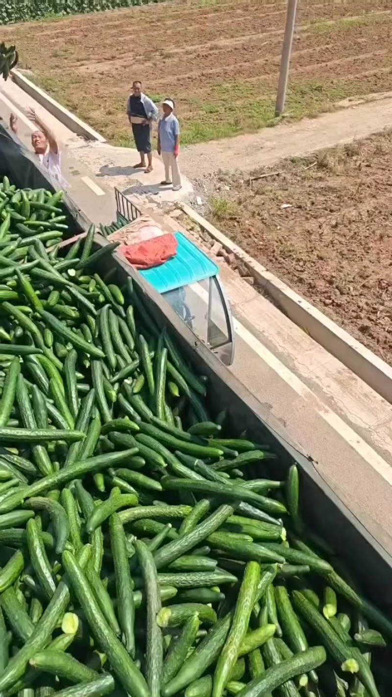 加工厂酱菜厂黄瓜