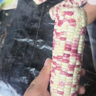 花糯甜玉米又糯又甜。