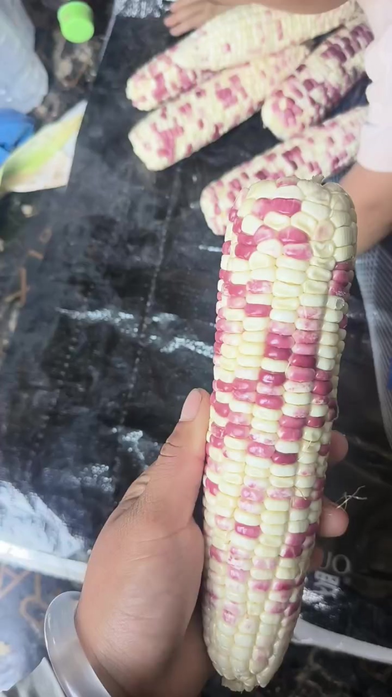 花糯甜玉米又糯又甜。