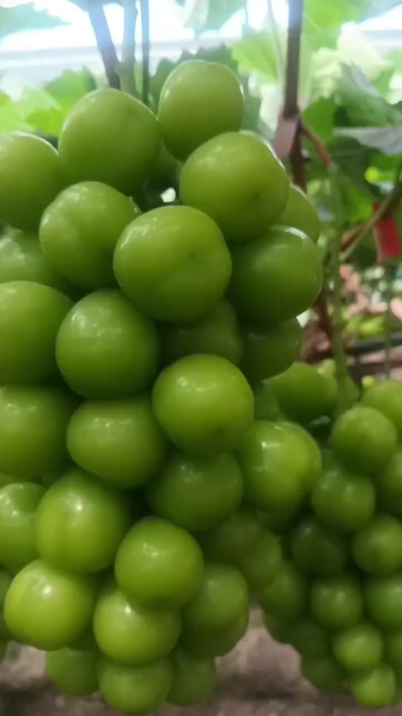 阳光玫瑰