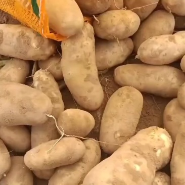 陕北麦肯大量上市了