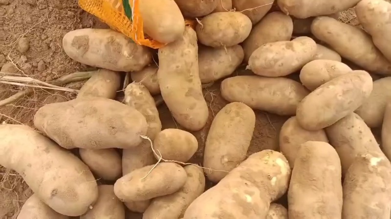 陕北麦肯大量上市了