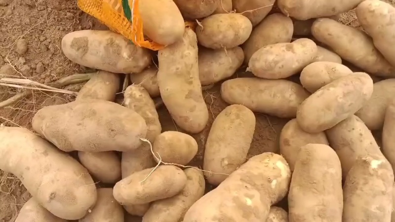 陕北麦肯大量上市了