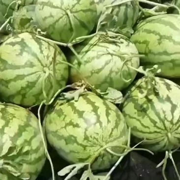 西瓜