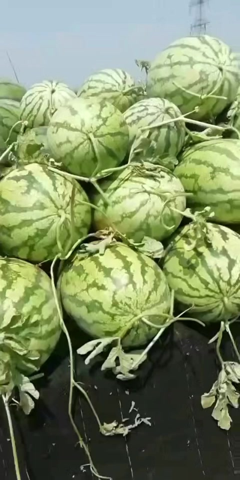 西瓜