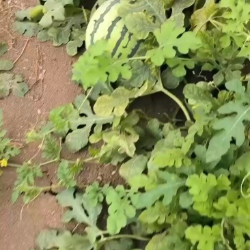 西瓜大量有货在天津有意者