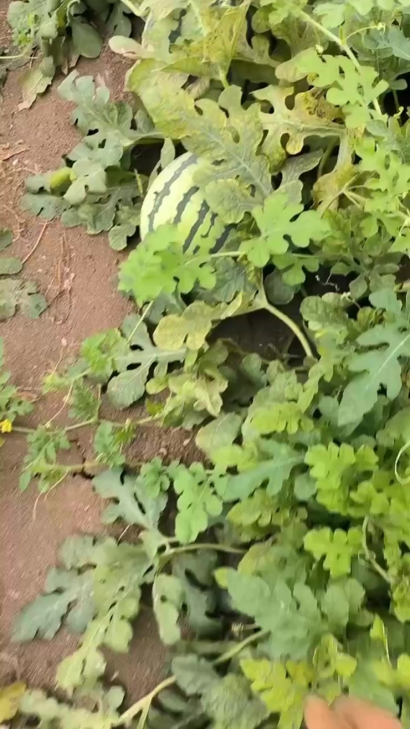 西瓜大量有货在天津有意者