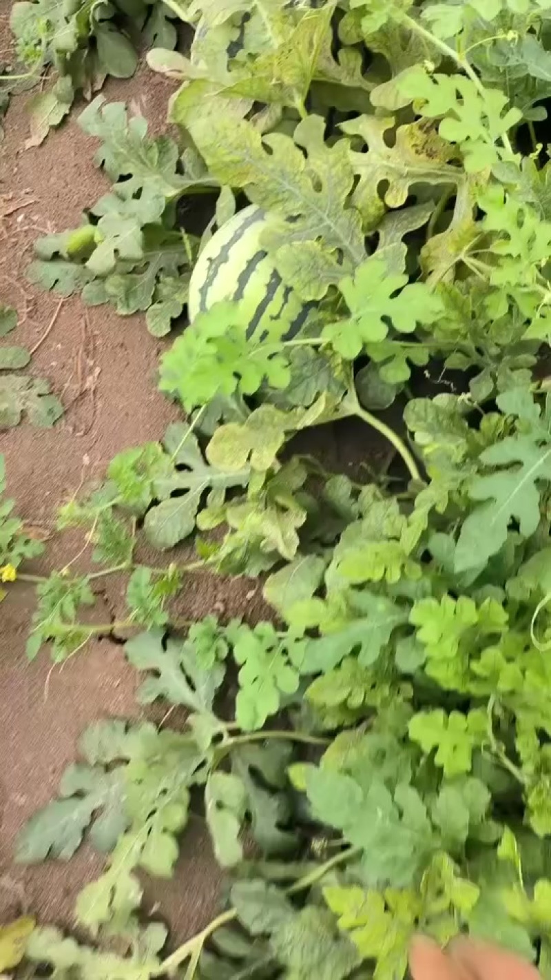 西瓜大量有货在天津有意者