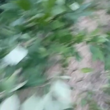连翘