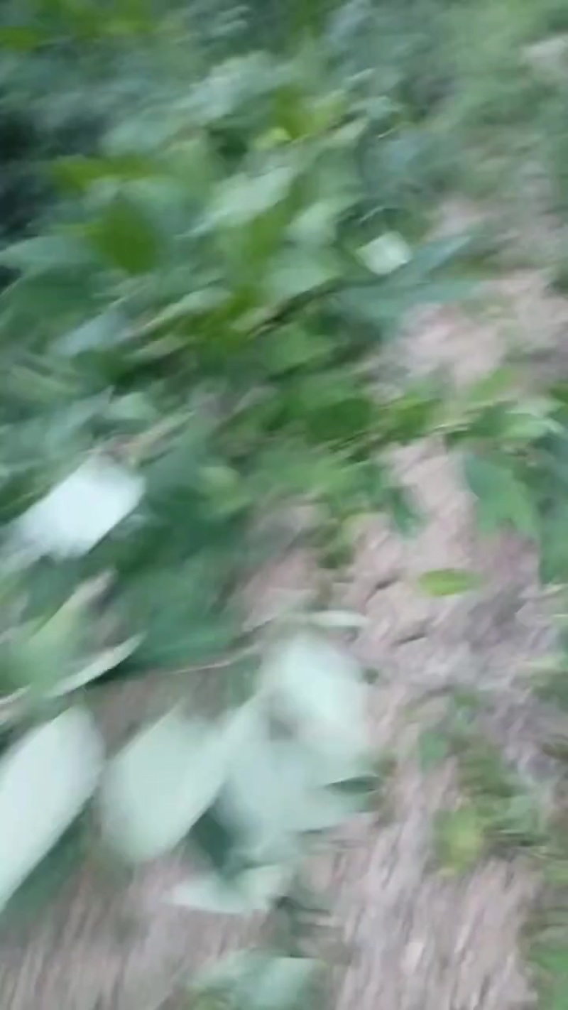 连翘