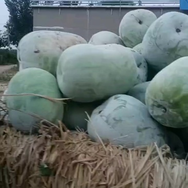 冬瓜