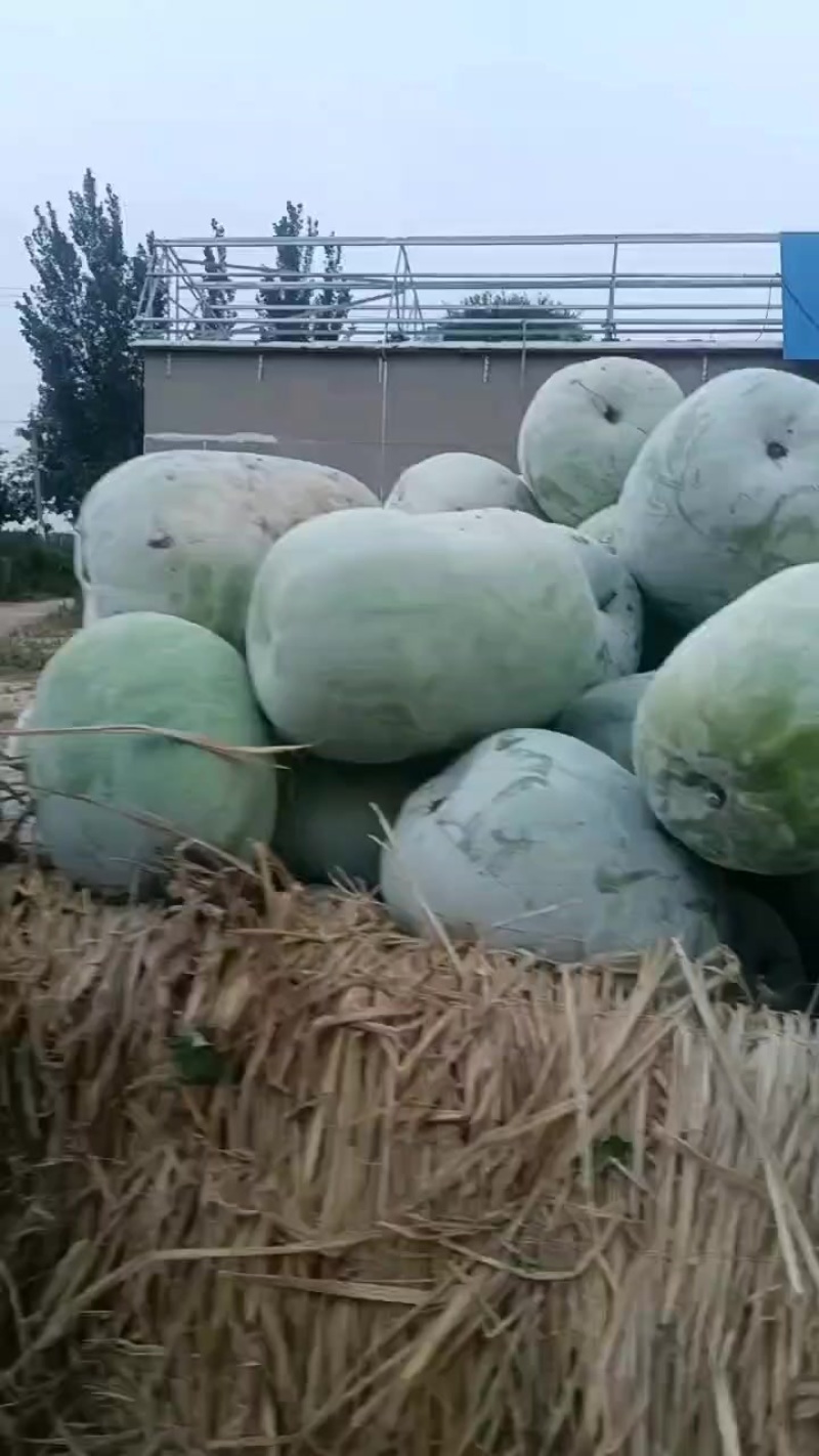 冬瓜