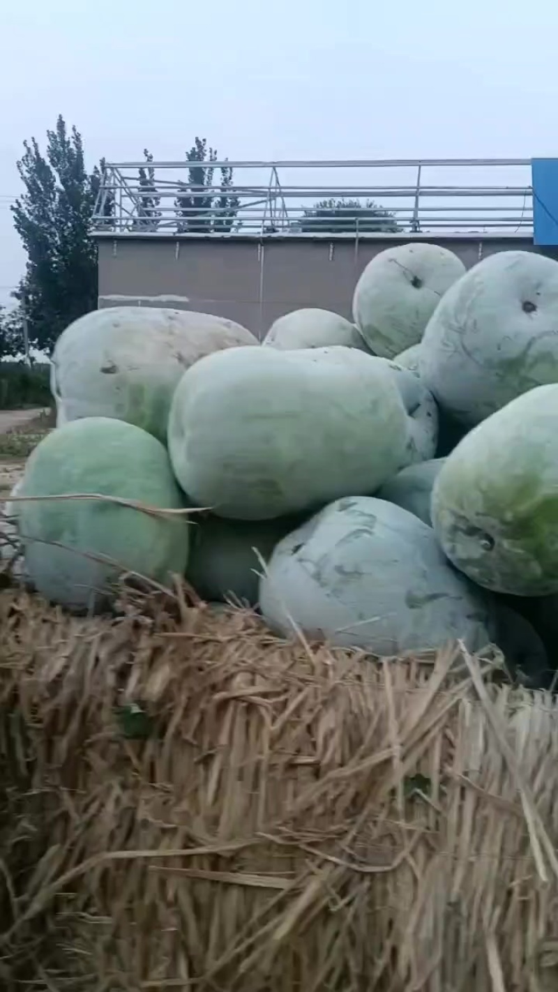 冬瓜