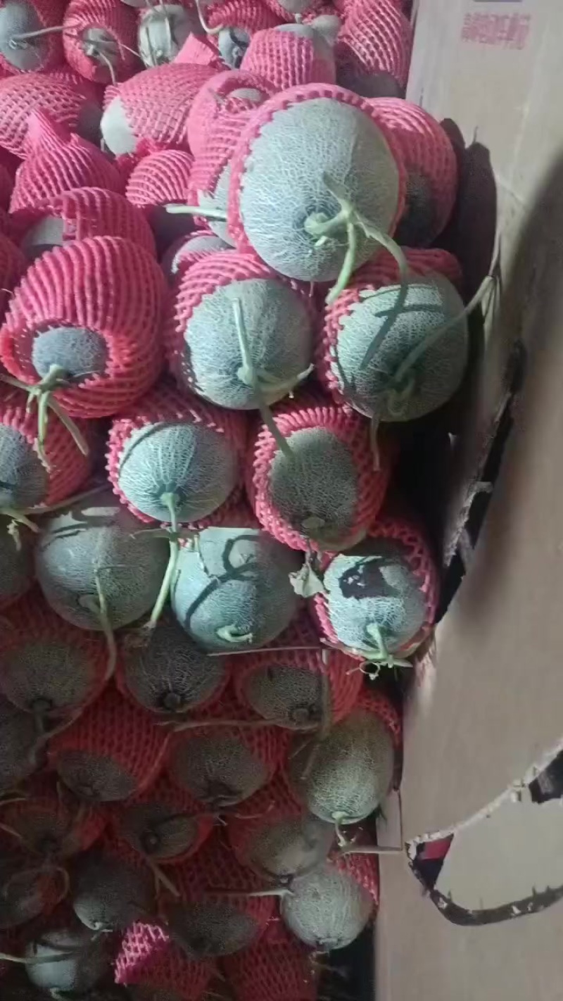 哈密瓜