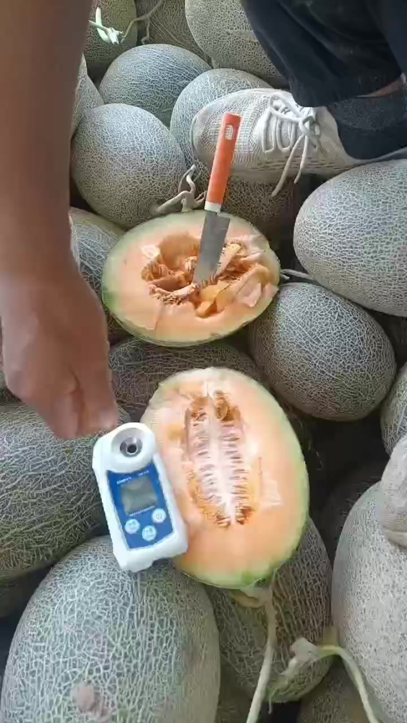 哈密瓜