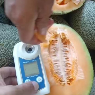 哈密瓜