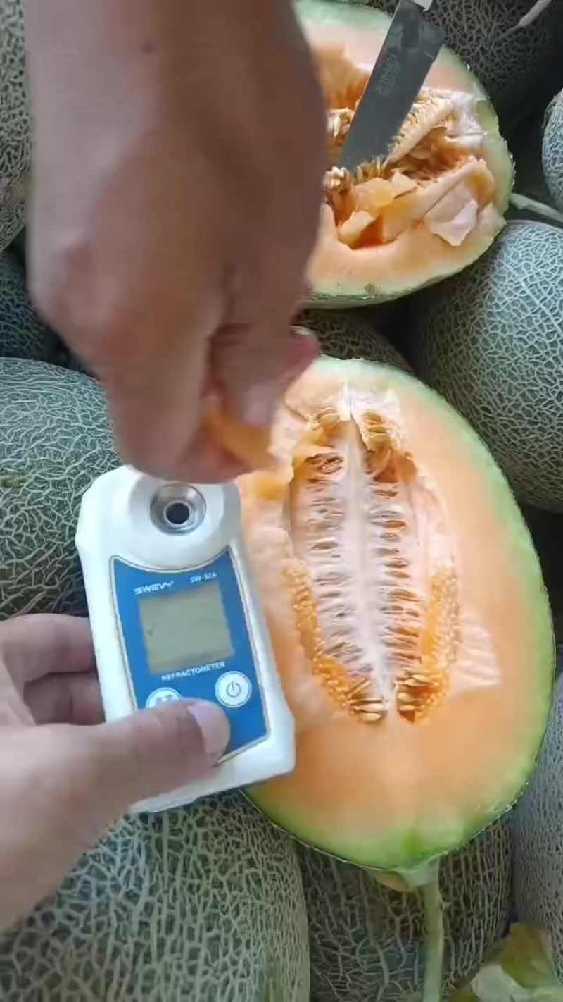 哈密瓜