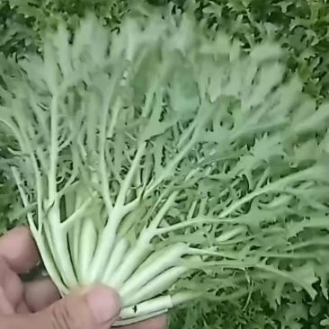 沈阳苦菊大量上市全年