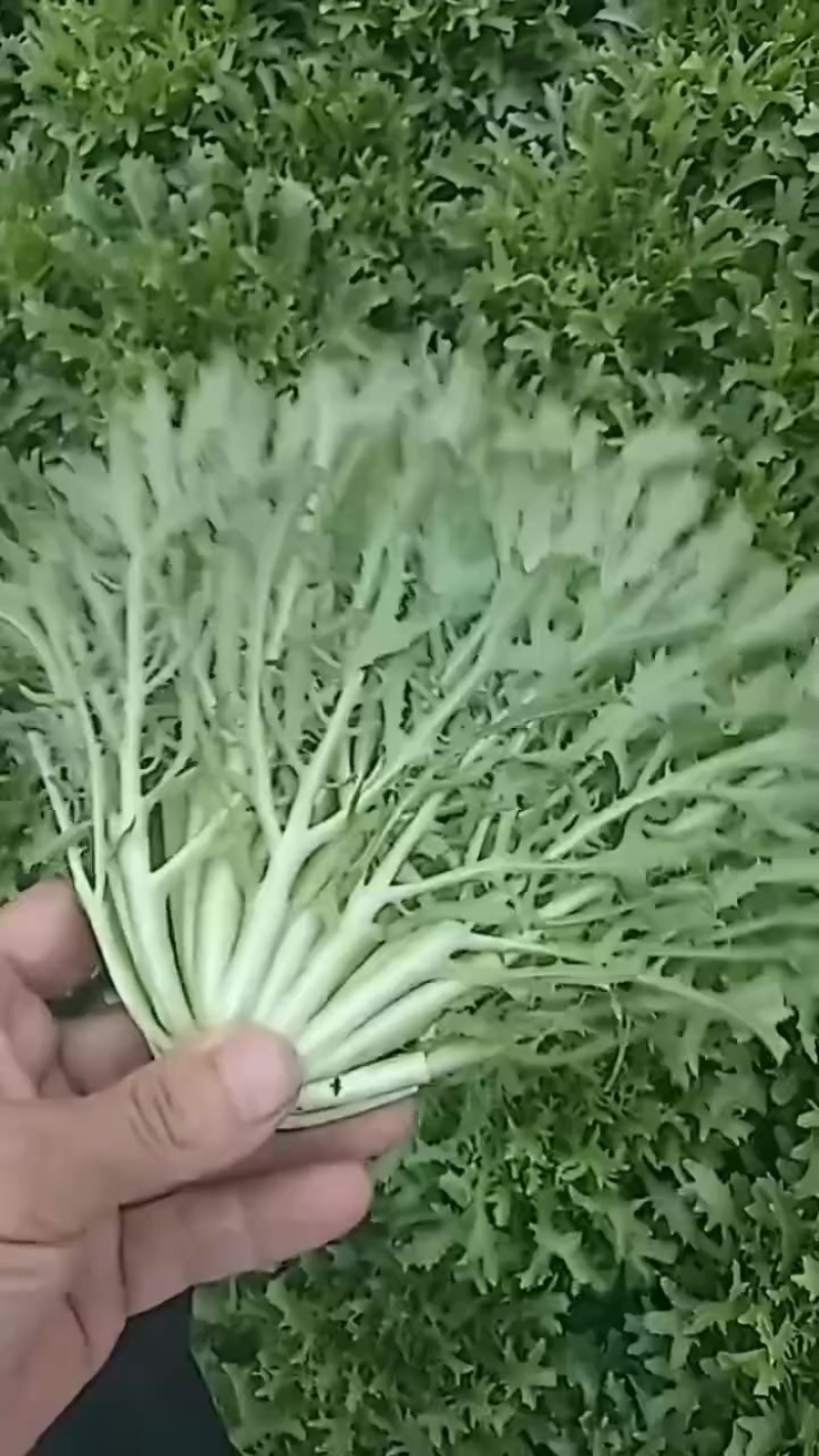 沈阳苦菊大量上市全年