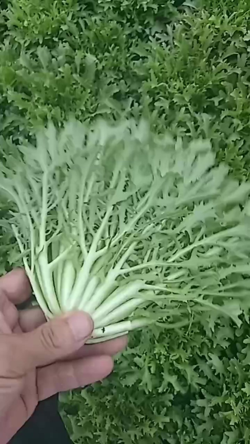 沈阳苦菊大量上市全年