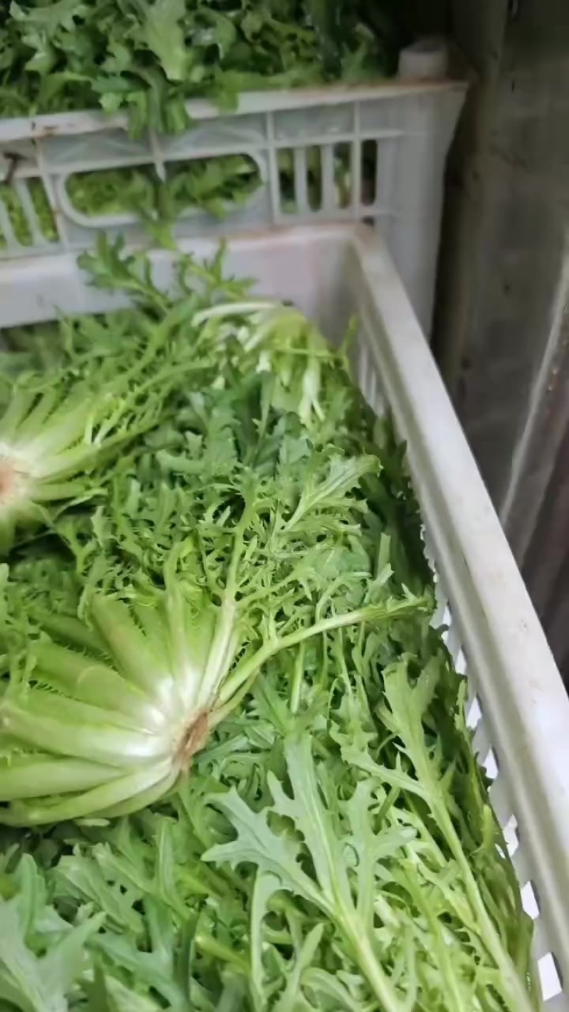 沈阳苦菊大量上市全年