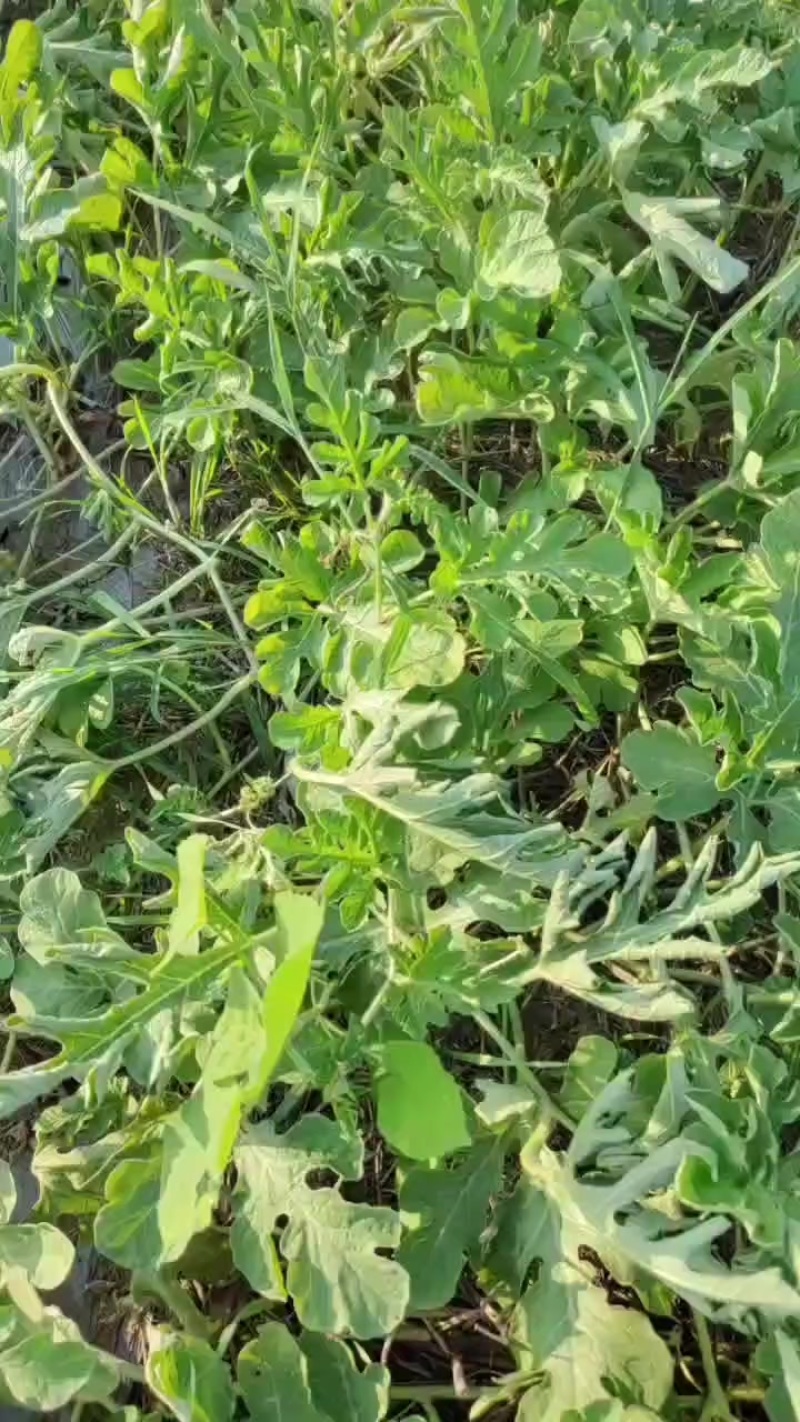 8424西瓜自生苗