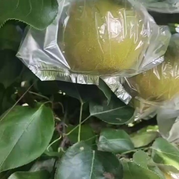 黄花梨