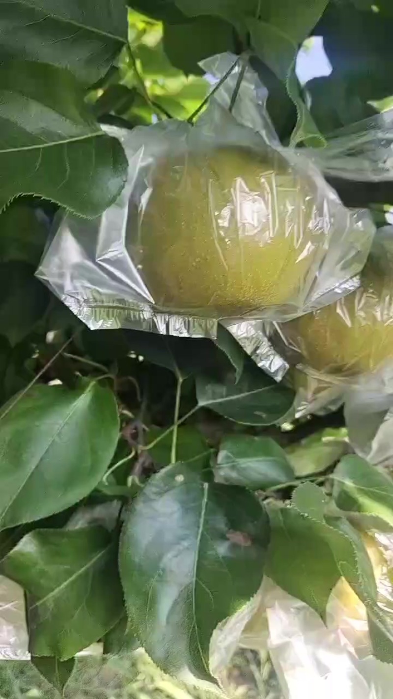 黄花梨