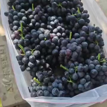 夏黑葡萄