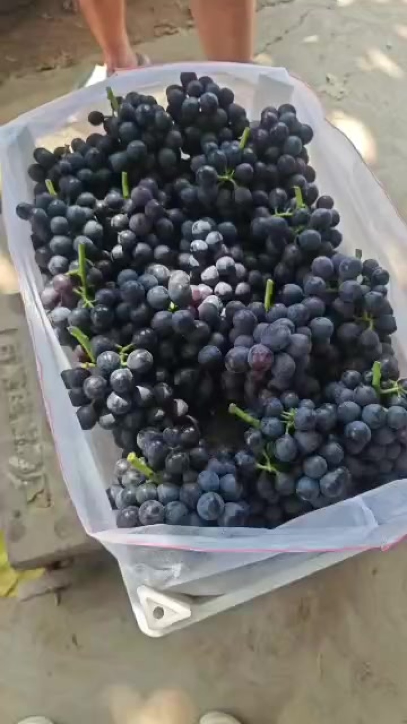 夏黑葡萄