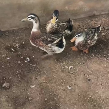 有自家养的纯土鸡土鸭