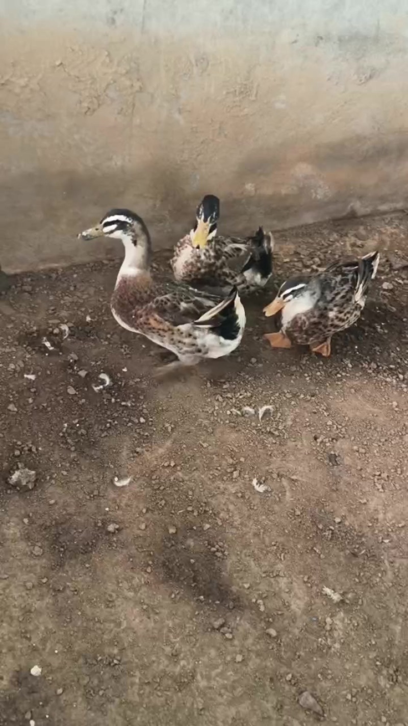 有自家养的纯土鸡土鸭