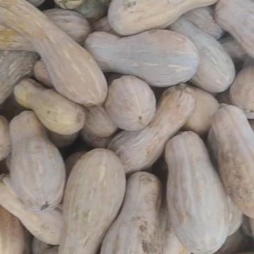精品好货自然黄，面甜，灰色好，条形好。