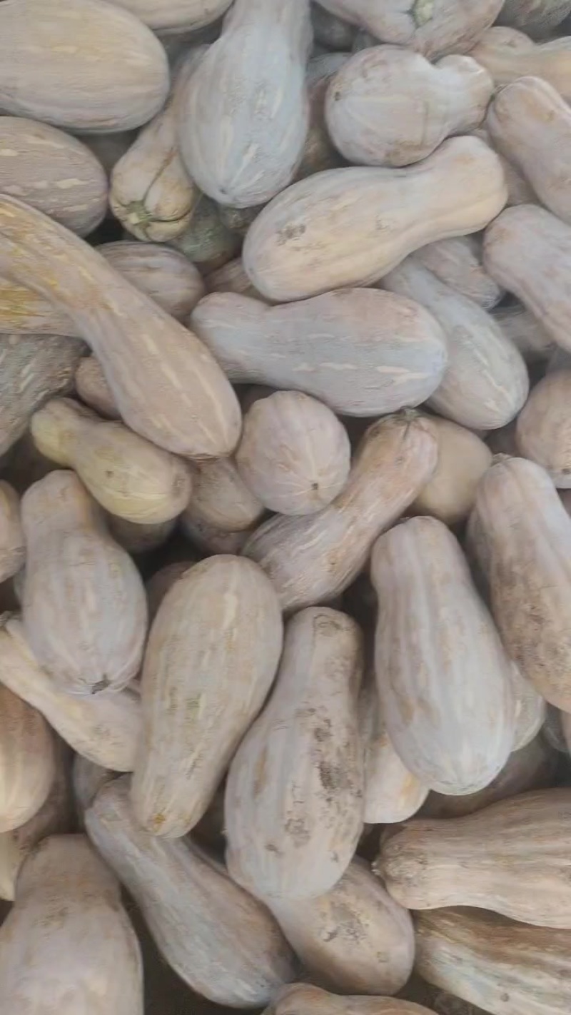 精品好货自然黄，面甜，灰色好，条形好。