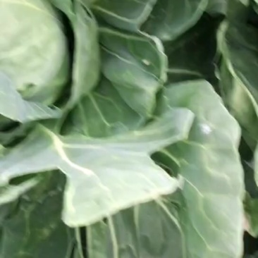 洋白菜硬菜