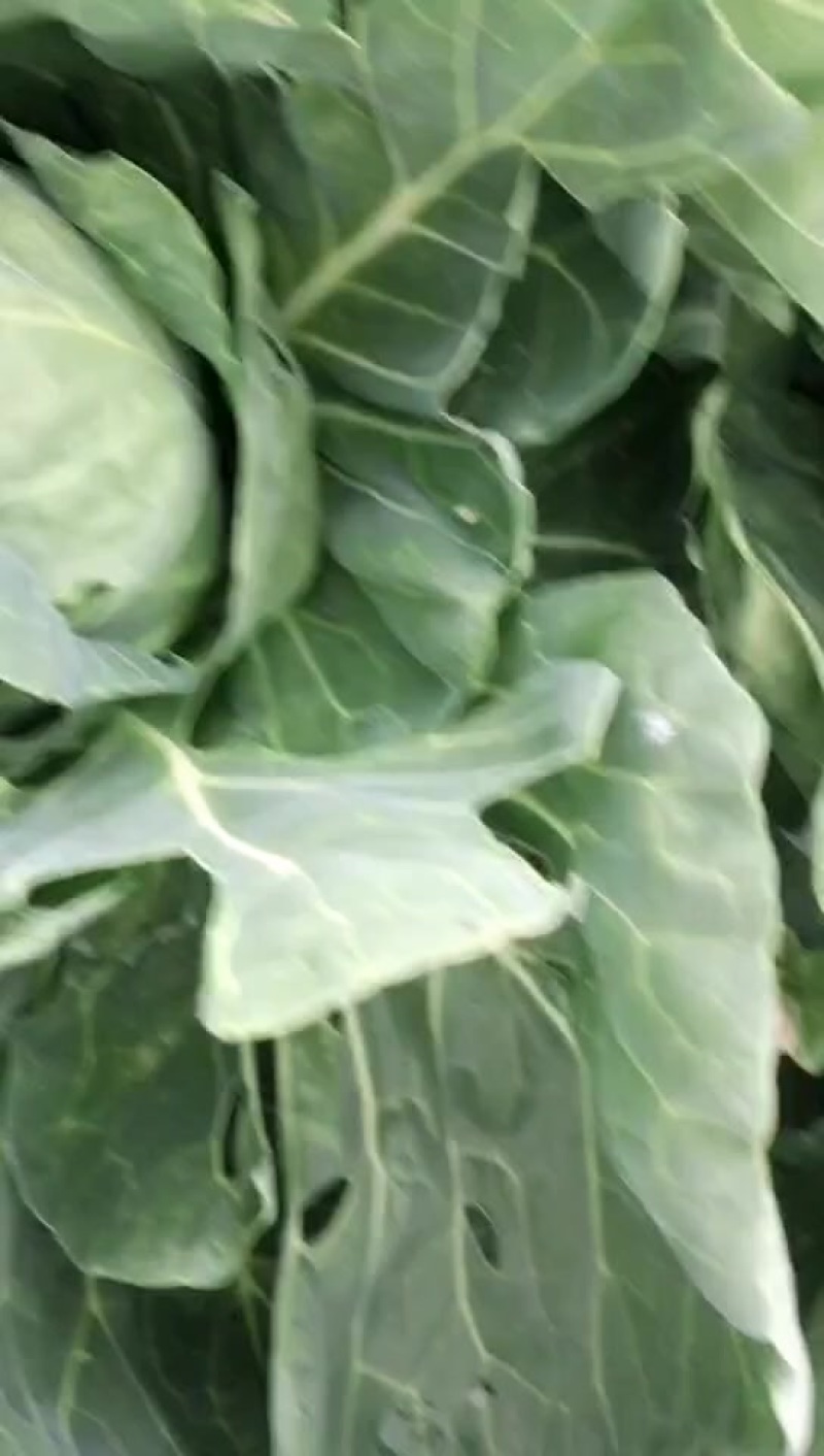 洋白菜硬菜