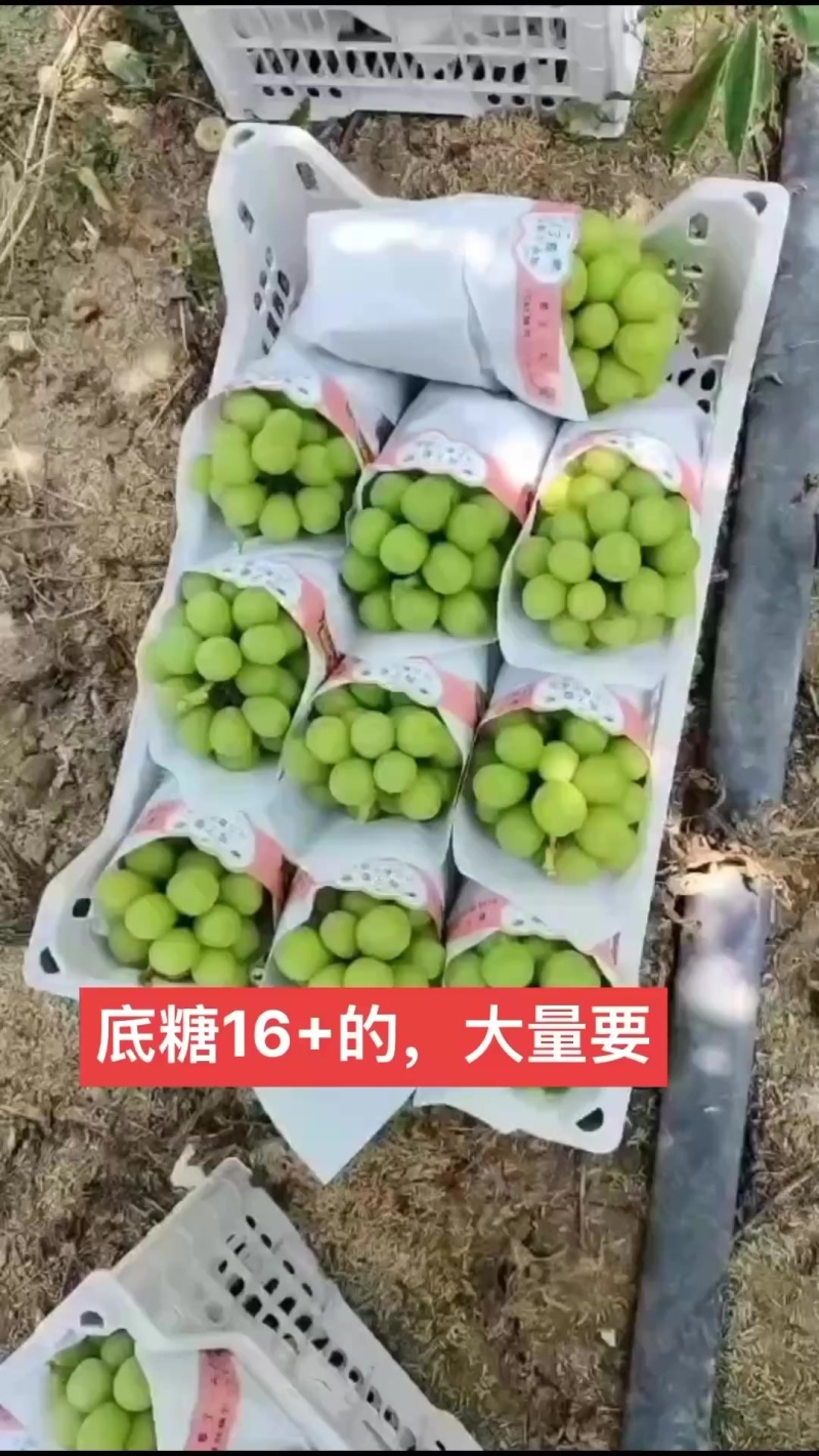 新沂产地直供