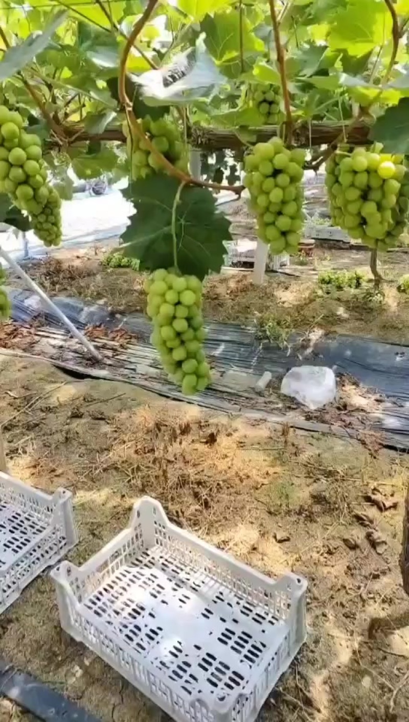 新沂产地直供