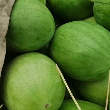 吉林黑西瓜