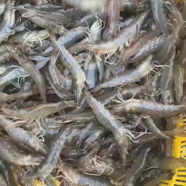 活虾30头左右7月20号价格15.5_16块