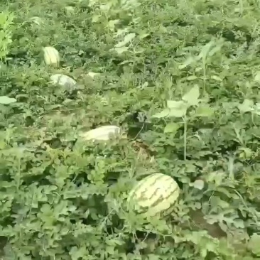 内蒙沙漠西瓜