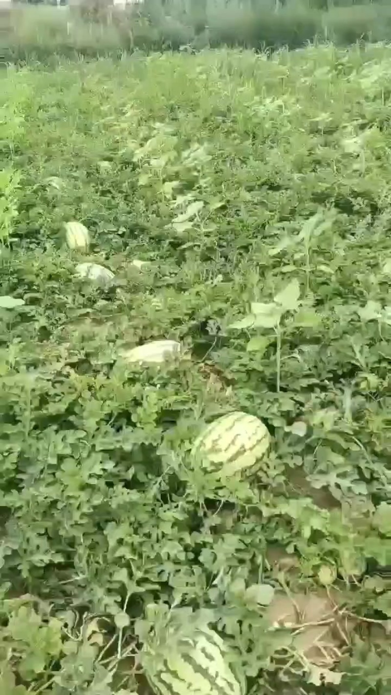 内蒙沙漠西瓜