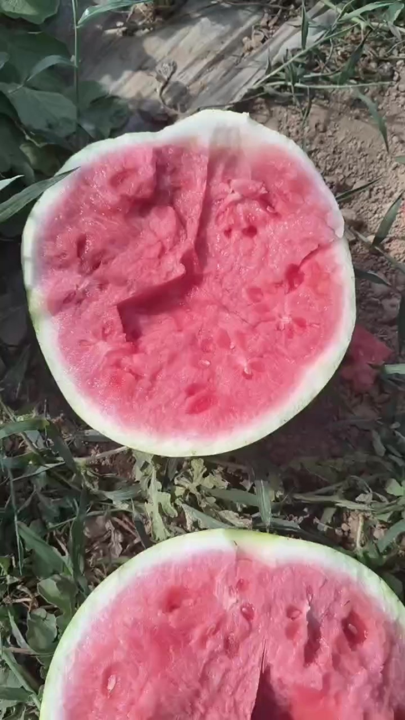 美都无籽头茬