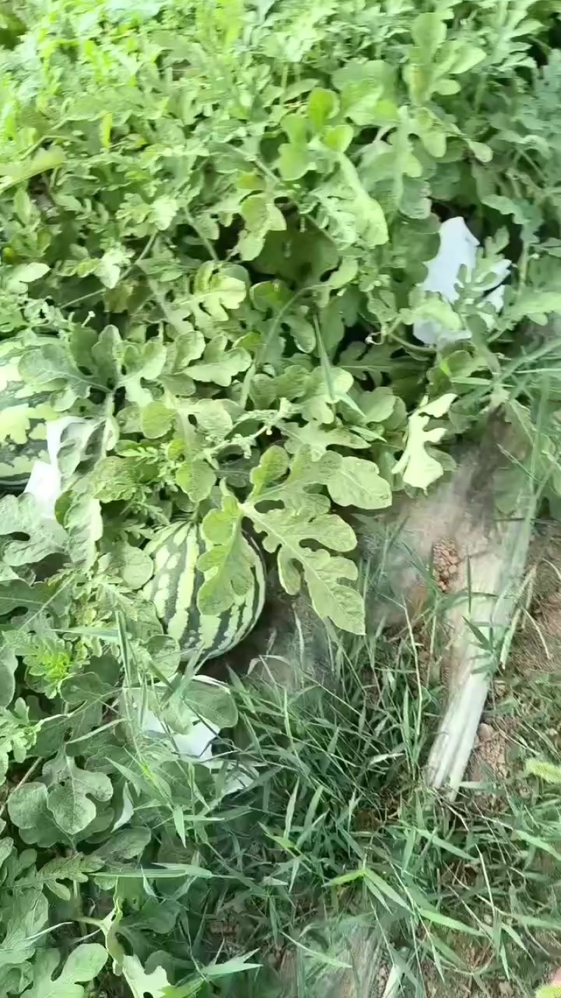 美都无籽头茬