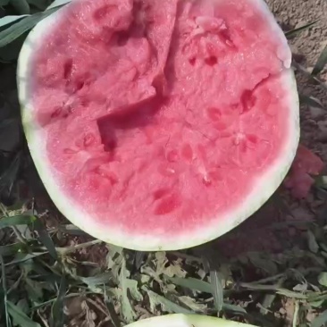 美都无籽头茬