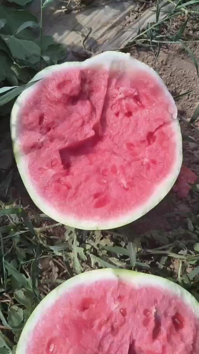 美都无籽头茬