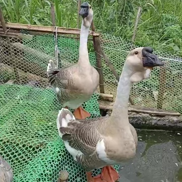 纯种狮头鹅